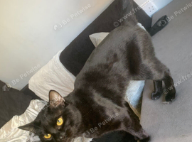Soft black kitten/cat