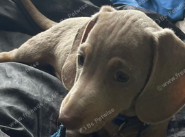 Isabella and tan mini miniature dachshund