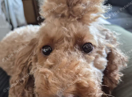 Molly
