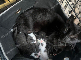 3 striking mixed breed kittens