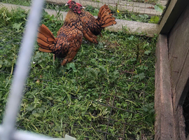 Gold sebright cocks