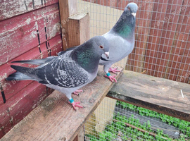 Janssen pigeons