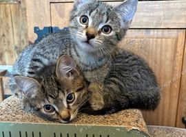 2 Tabby boys still available