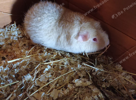 Teddy guinea pig boar
