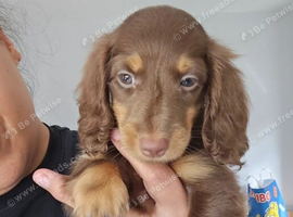 Beautiful Miniature Dachshund Puppies