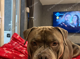 8 ABKC REGISTERED POCKET BULLYS