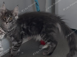 Beautiful TICA reg Maine coon girl kitten
