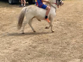 3 year old Shetland stallion