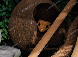Male Crested gecko