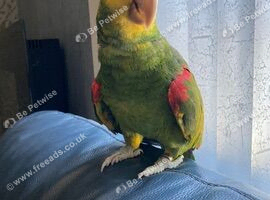 Double Yellow Headed Amazon Parrot Only 4 Years old !!LOWEST PRICED AMAZON ON FREEADS!! Lancashire