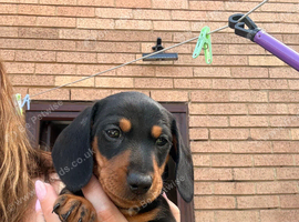 Miniature dachshund