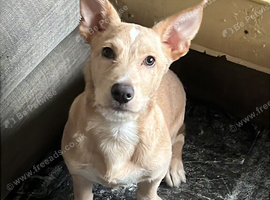 Pup