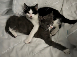 two cats one boy one girl
