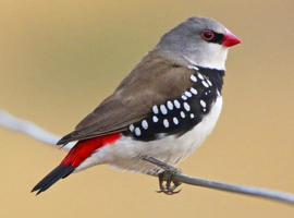 Wanted &ndash; Male Diamond Firetail Finch