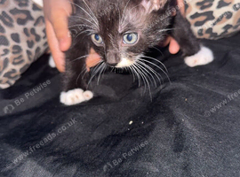 White and black kitten