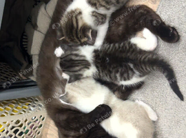 3 mixed kittens