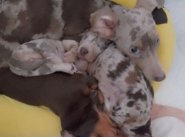 Miniature chocolate dachshund