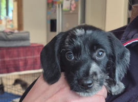 Dachshund x pointer x miniature wire haired dachshund
