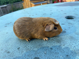 Pet guinea pig boy