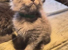 Maine coon pedigree kittens