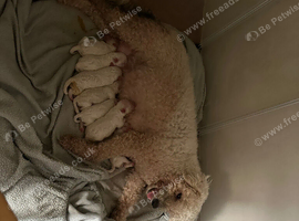 For sale puppies