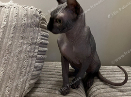 Sphynx