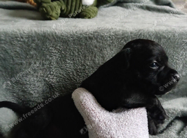 Kc registered staffy pups