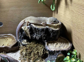 Leopard Gecko 12 Months Old