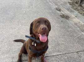 Fantastic family dog available to stud