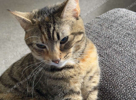 tricolour cat