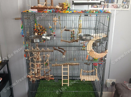 1 cocktail and 1 budgie plz read