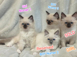 Wonderful Ragdoll Kittens