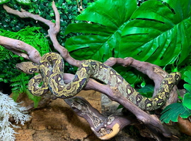 Madagascan Tree Boa Chipped + with Papers at Birmingham Reptiles