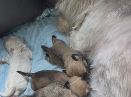 2 litters, cava-tzu and cava-tzu x dachshund