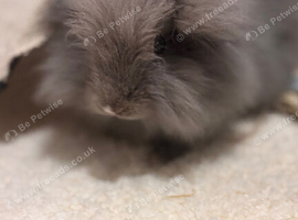 10 week old lionhead to rehome
