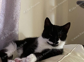 Neutered male 9 months old