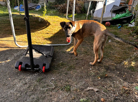 Dog for sale