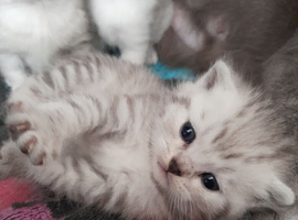 Scottish fold girl. READY NOW