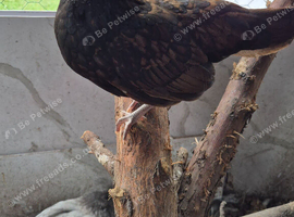 X3 serama pullets