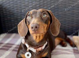 Miniature Dachshund choc and tan