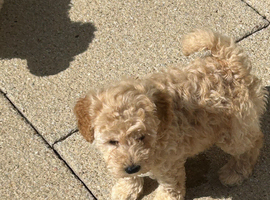 Adorable toy poodle pups