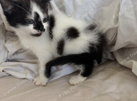 Kittens