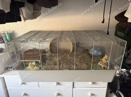 Dumbo - Male Syrian Hamster