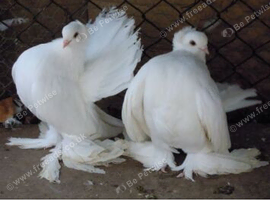 Sybirians pigions for sale