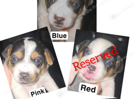 5 miniature jack russells