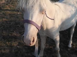 Welsh mountain pony ( section A) yearling filly