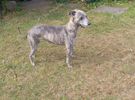 Female whippets