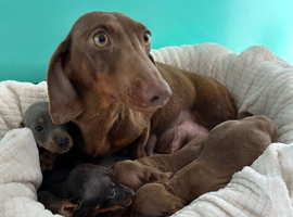 Dachshund puppies for sale