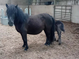 Standard shetland mare with foal at foot