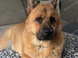 Bear - German Shepard cross Chow Chow
